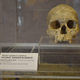 “Homo Sapiens”